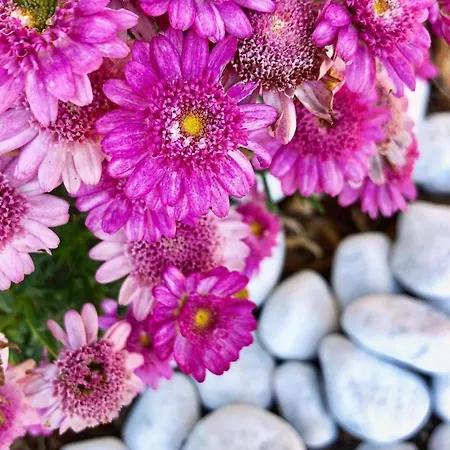 Fiore