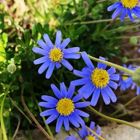Casa vacanze Fiore Gallipoli